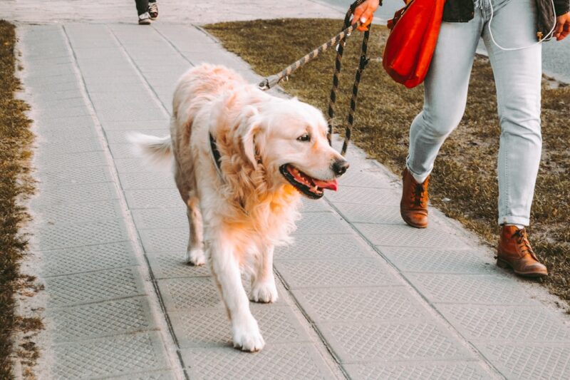 Exploring the Benefits of a Retractable Dog Leash