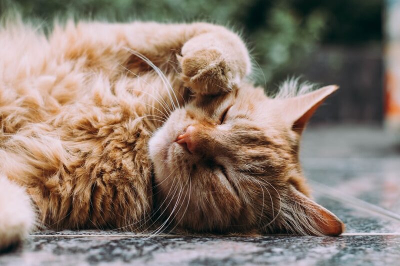 Keeping Your Feline Friends Safe: The Ultimate Guide to Cat Gates