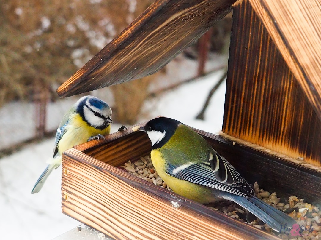 Attracting Orioles: Choosing the Best Feeder