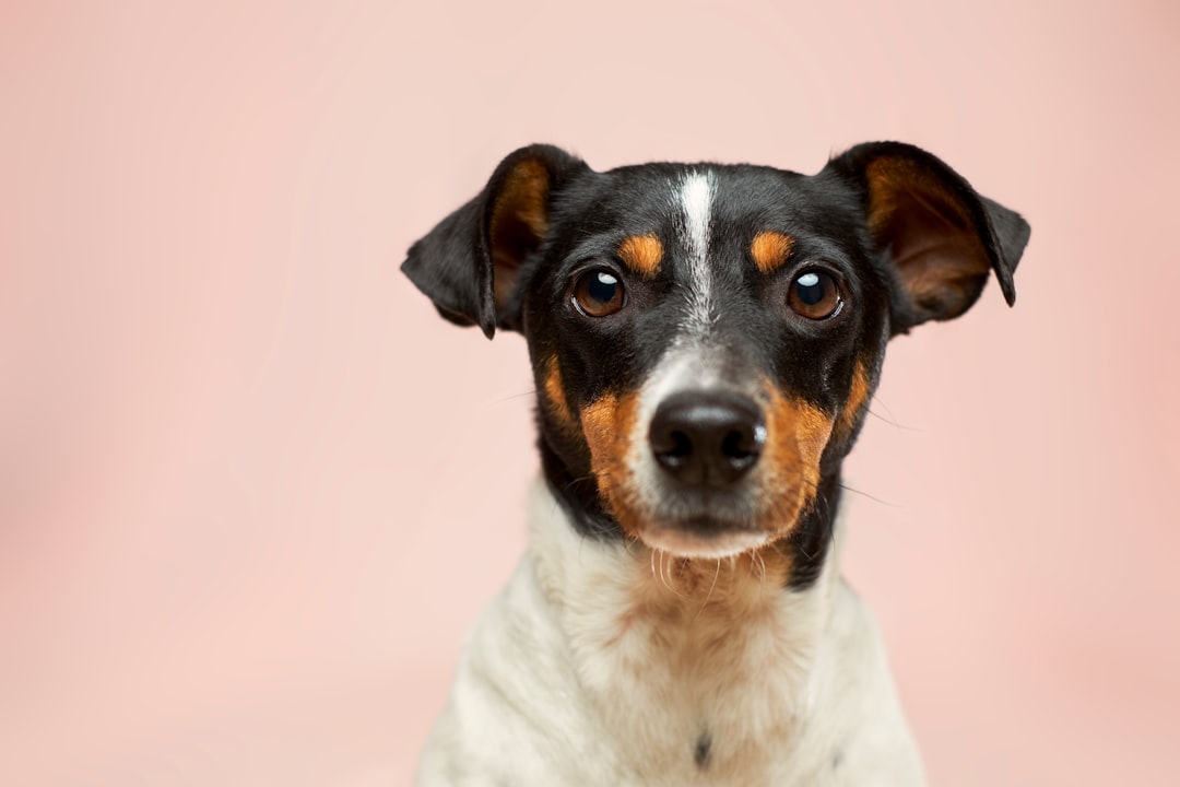 Nutritious Salmon Dog Food: A Healthy Choice