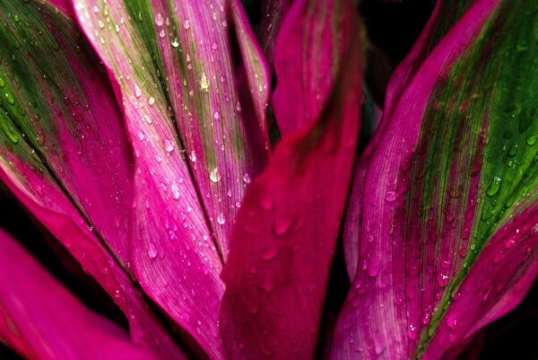Discover the Beauty of Plumeria Rubra