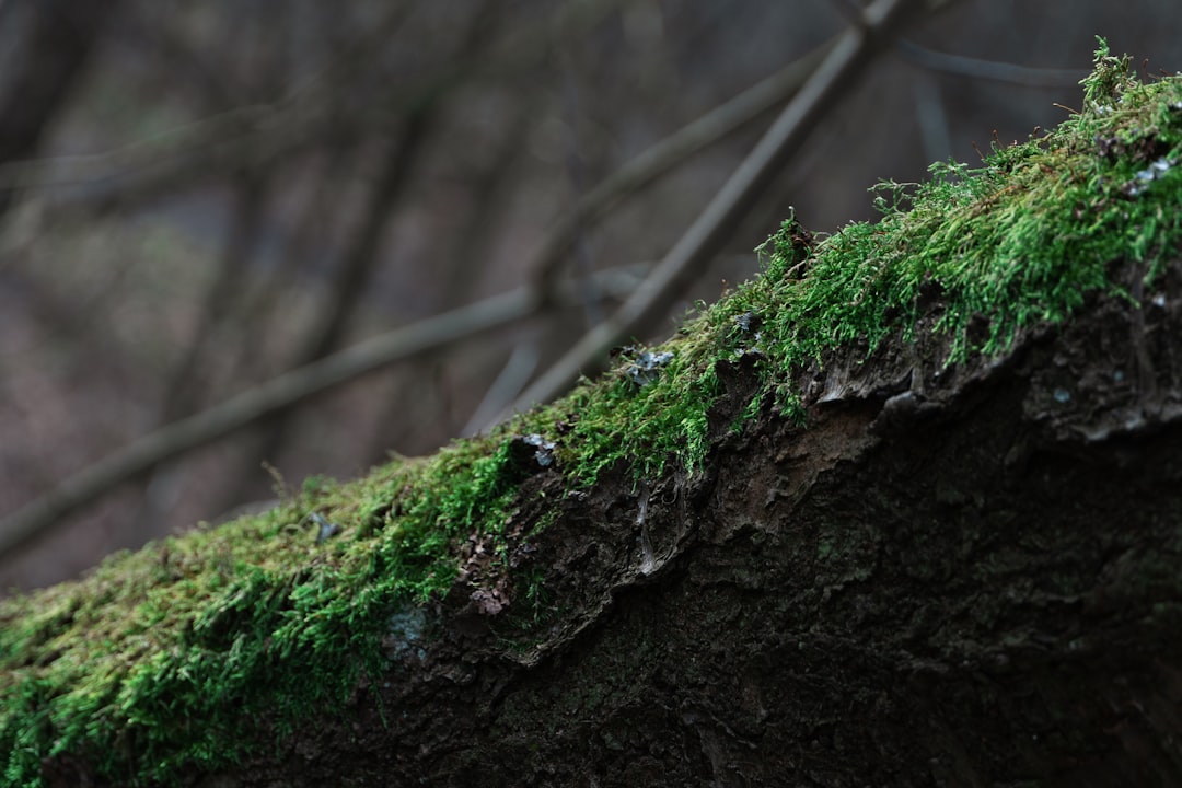 Exploring the Beauty of Black Bough: A Unique Perspective