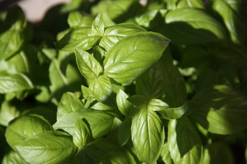 The Delicious History of Mortadela: From Italy to Your Sandwich